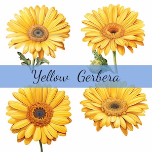 16 fiori di gerbera gialla Clipart Bundle, JPG di alta qualità, arte artigianale, creazione di biglietti, clipart, artigianato di carta digitale, scrapbooking