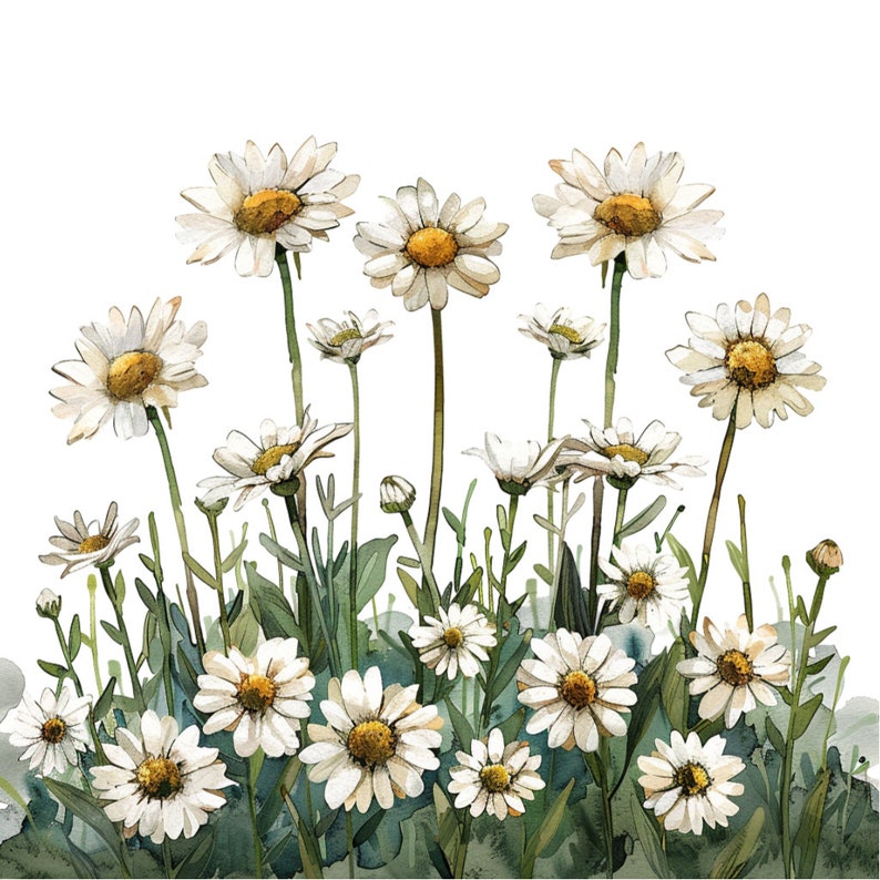 16 White Daisy Flowers in a Row Clipart Bundle, 16 High-quality JPG ...