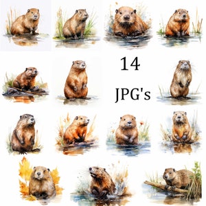 14 Biber in der Natur Clipart Bundle, hochwertige JPG, Wandkunst, Kartenherstellung, Clip Art, Digitales Papiermodell, Scrapbooking, Beaver Art
