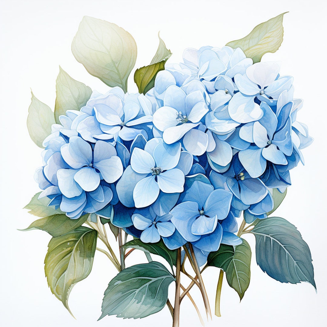 12 Hydrangea Flower in Pink Purple Blue Clipart Bundle, High-quality