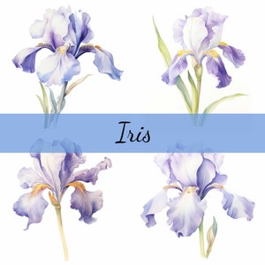 16 bundle di clipart di fiori di iris viola, 16 JPG di alta qualità, artigianato artistico, creazione di biglietti, clip art, artigianato di carta digitale, scrapbooking, arte murale