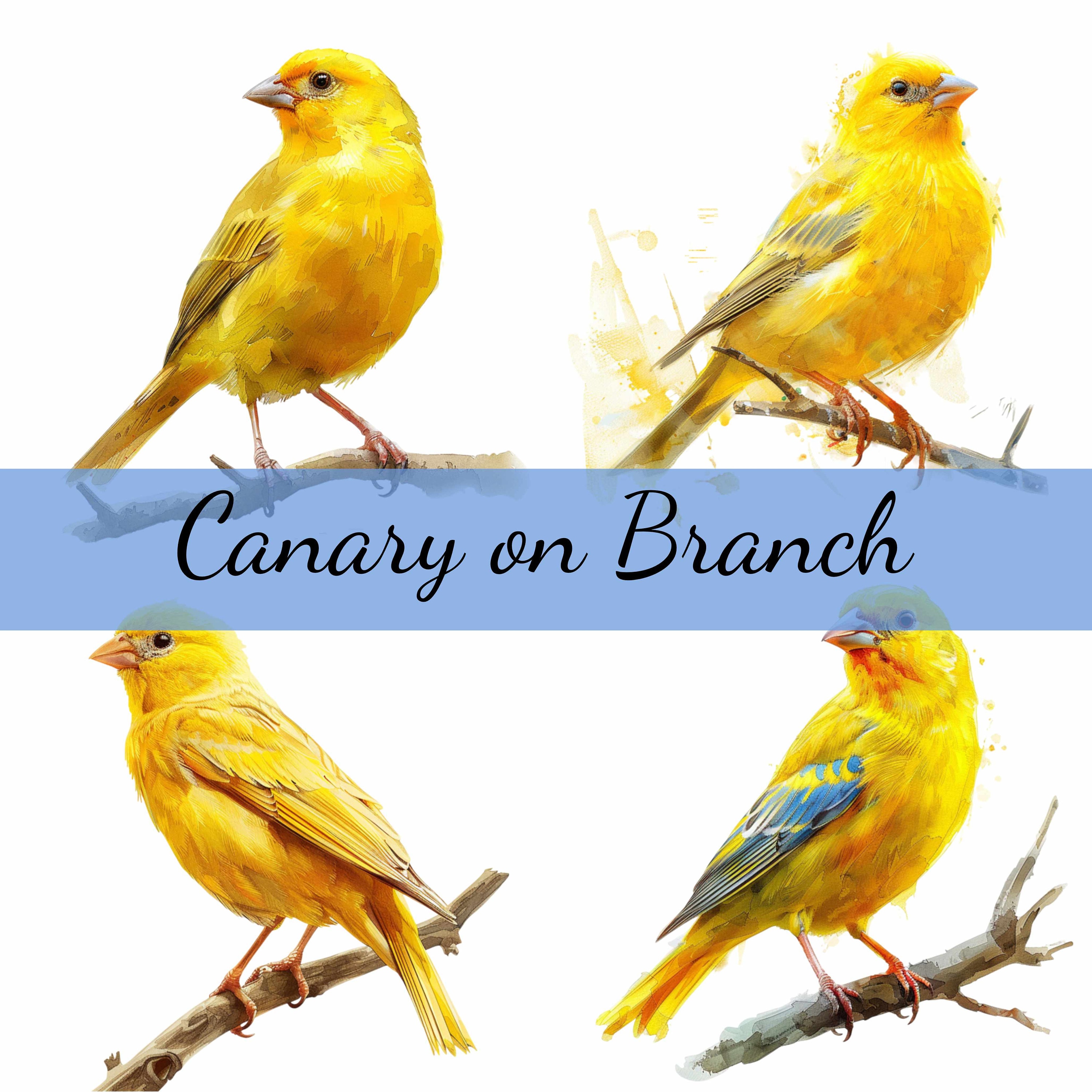 16 Canary Yellow Bird on A Tree Branch Clipart Bundle, High
