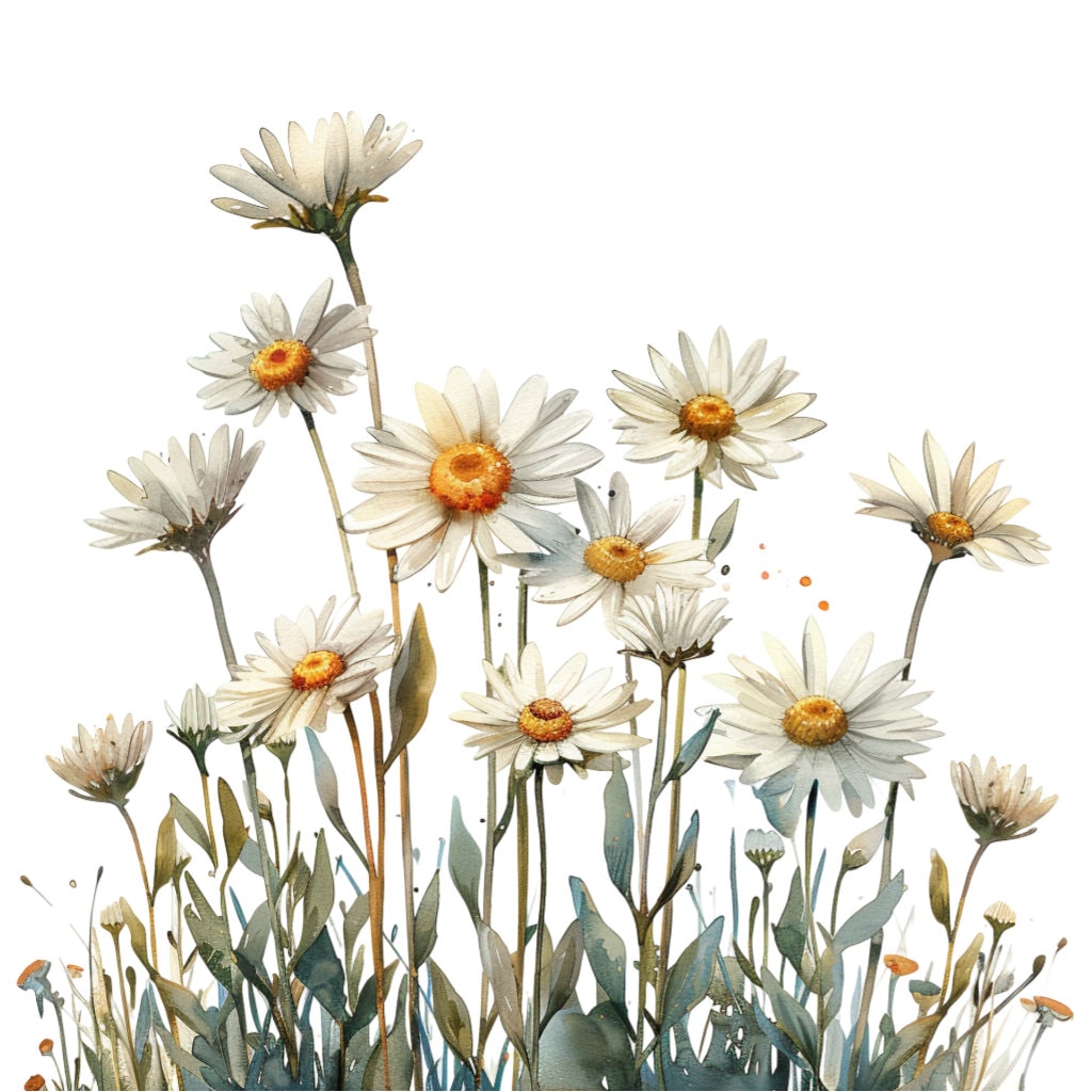 16 White Daisy Flowers in a Row Clipart Bundle, 16 High-quality JPG ...