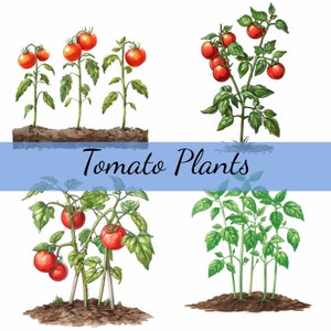 15 tomatenplanten in de grond clipartbundel, 15 hoogwaardige JPG, Craft Art, kaarten maken, Clip Art, Digital Paper Craft, scrapbooking