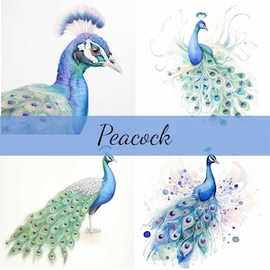 Lot de 16 cliparts paon, JPG de haute qualité, créations artisanales, fabrication de cartes, clipart, créations numériques sur papier, scrapbooking, art mural