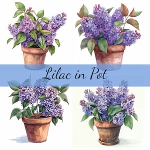 Paquete de 16 imágenes prediseñadas de flores violetas de lilas en macetas, 16 archivos JPG de alta calidad, manualidades, creación de tarjetas, imágenes prediseñadas, manualidades con papel digital, álbumes de recortes
