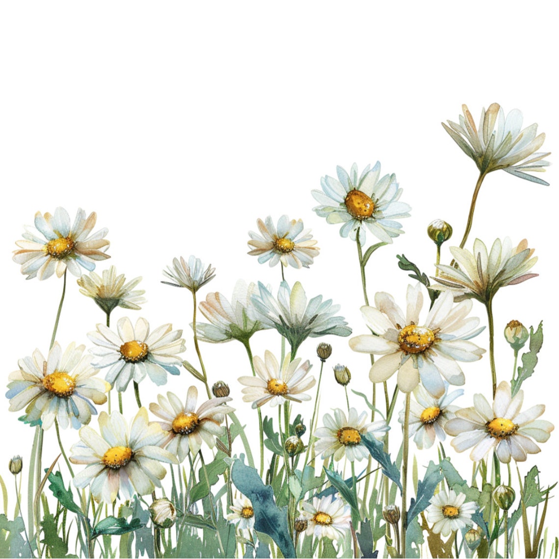 16 White Daisy Flowers in a Row Clipart Bundle, 16 High-quality JPG ...