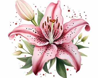 15 Stargazer Lily Flower Clipart Bundle, High-quality JPG