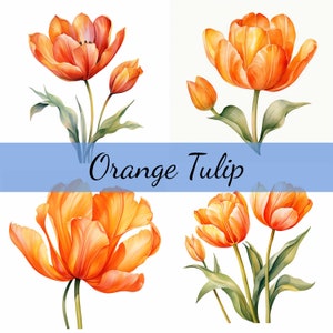 10 Orange Tulpen Clipart-Bundle, hochwertige JPG-Dateien, Handwerkskunst, Kartenherstellung, Clip Art, Digitales Papiermodell, Scrapbooking, Tulpenblumen