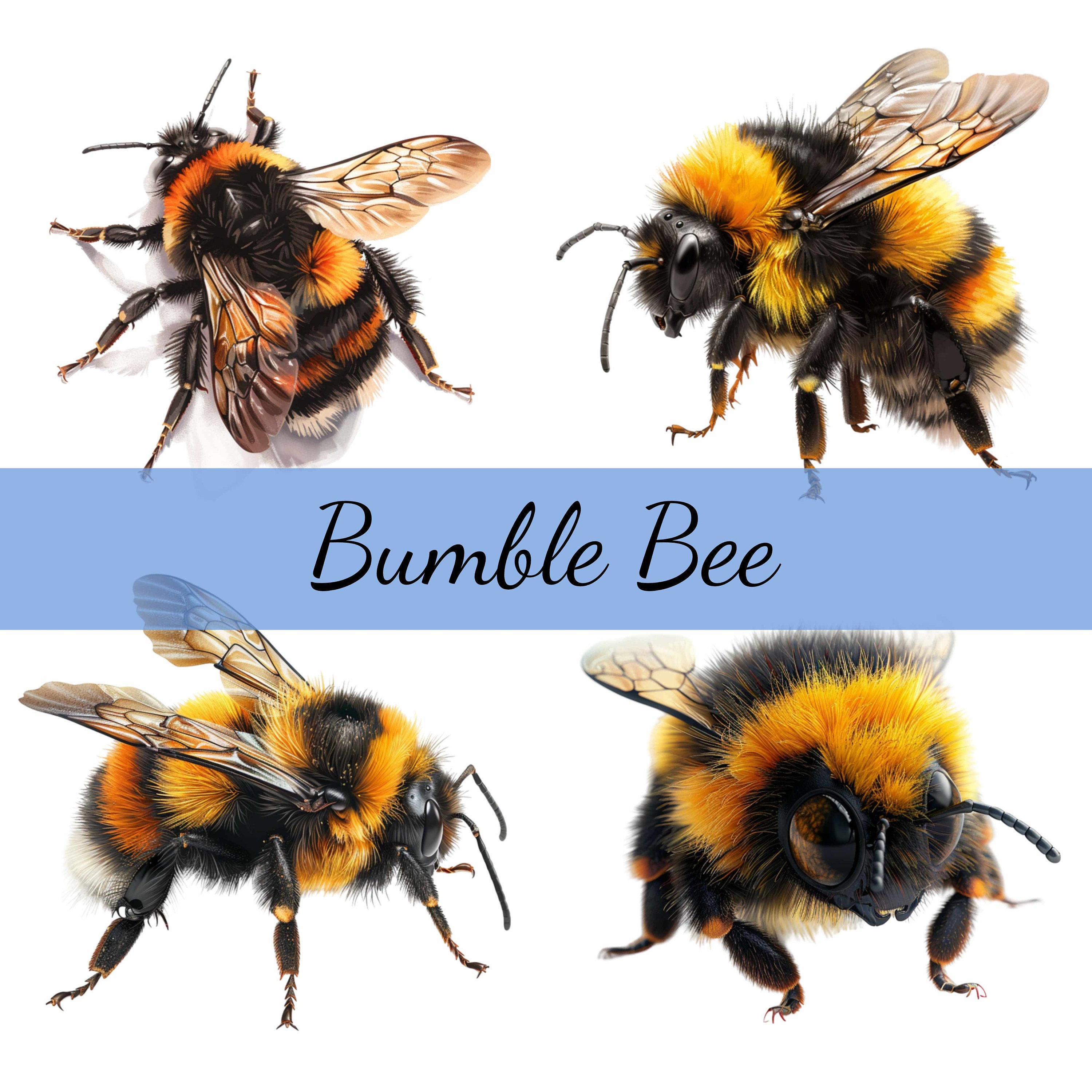 12 Fluffy Bee Bumblebee Clipart Bundle, 12 High-quality JPG, Craft Art, Card Making, Clip Art, Digital Paper Craft, Scrapbooking - Etsy 12 Fluffy Bee Bumblebee Clipart Bundle, 12 High-quality JPG, Craft Art, Card Making, Clip Art, Digital Paper Craft, Scrapbooking - Etsy