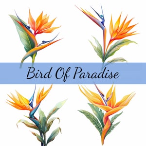 Lot de 15 cliparts fleurs oiseau de paradis, 15 images JPG de haute qualité, créations artistiques, fabrication de cartes, clipart, créations numériques sur papier, scrapbooking