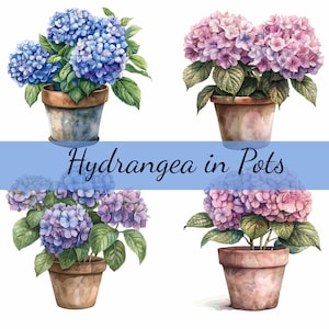 Könnte beinhalten: Vier Hydrangea-Pflanzen in Töpfen, zwei mit blauen Blüten und zwei mit rosa Blüten. Die Töpfe sind braun und haben ein rustikales Aussehen. Das Bild ist mit "Hydrangea in Pots" betitelt.