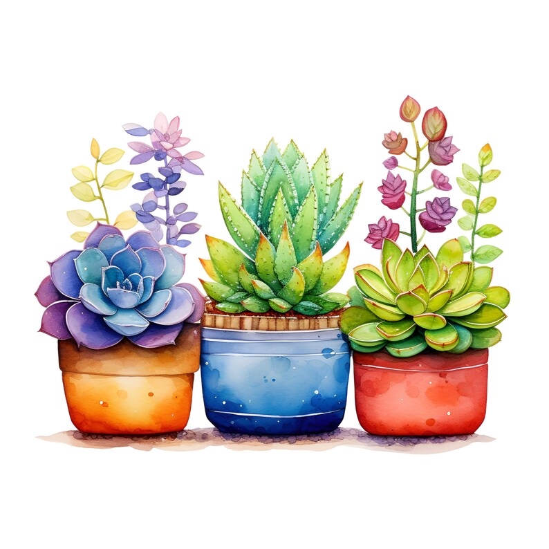 May include: Four potted succulents in different colors and styles. The succulents are in terracotta, blue, and red pots. The succulents are arranged in a row from left to right.