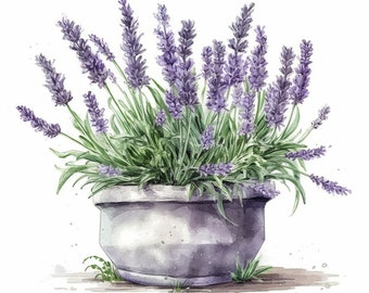 16 Purple Lavender in Pots, Frames Wreaths Bouquet Clipart Bundle, High-Quality PNG, Flower Art, Card Making, Clip Art Digital Paper Craft