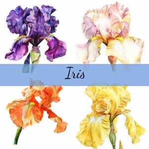 16 Iris Blume, Clipart-Bundle, 16 hochwertige JPG, Crafted Art, Kartenherstellung, Clip Art, Digitales Papiermodell, Scrapbooking