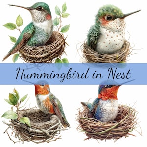 16 kolibrie in nest vogel clipartbundel, 16 hoogwaardige JPG, ambachtelijke kunst, kaarten maken, illustraties, digitale papierkunst, scrapbooking