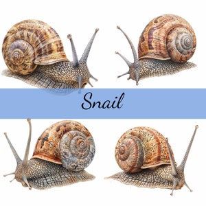 16 niedliche Schnecke Clipart Bundle, 16 hochwertige JPG, Craft Art, Kartenherstellung, Clip Art, digitales Papiermodell, Scrapbooking