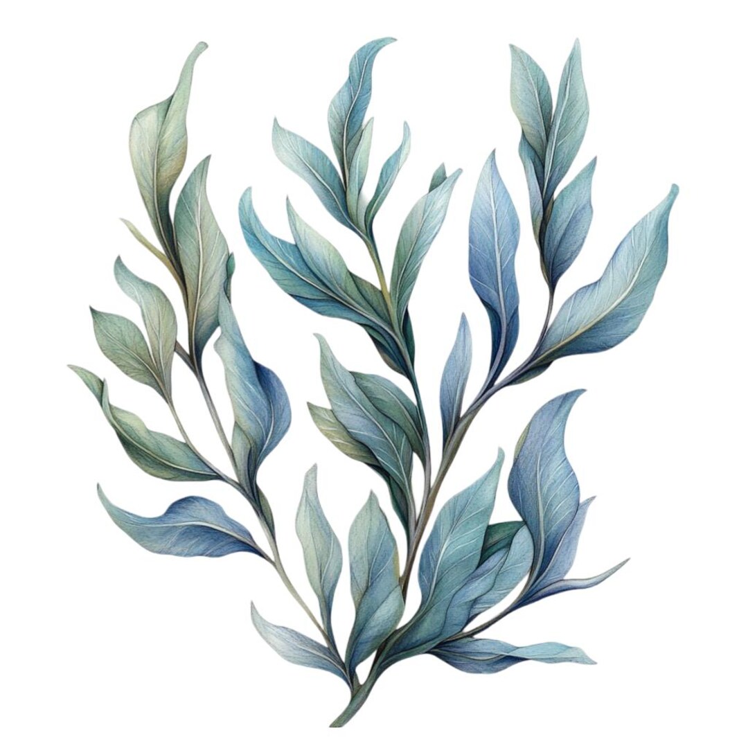 Folk Art Sea Kelp Grass Clipart Bundle 12 Transparent PNG Download