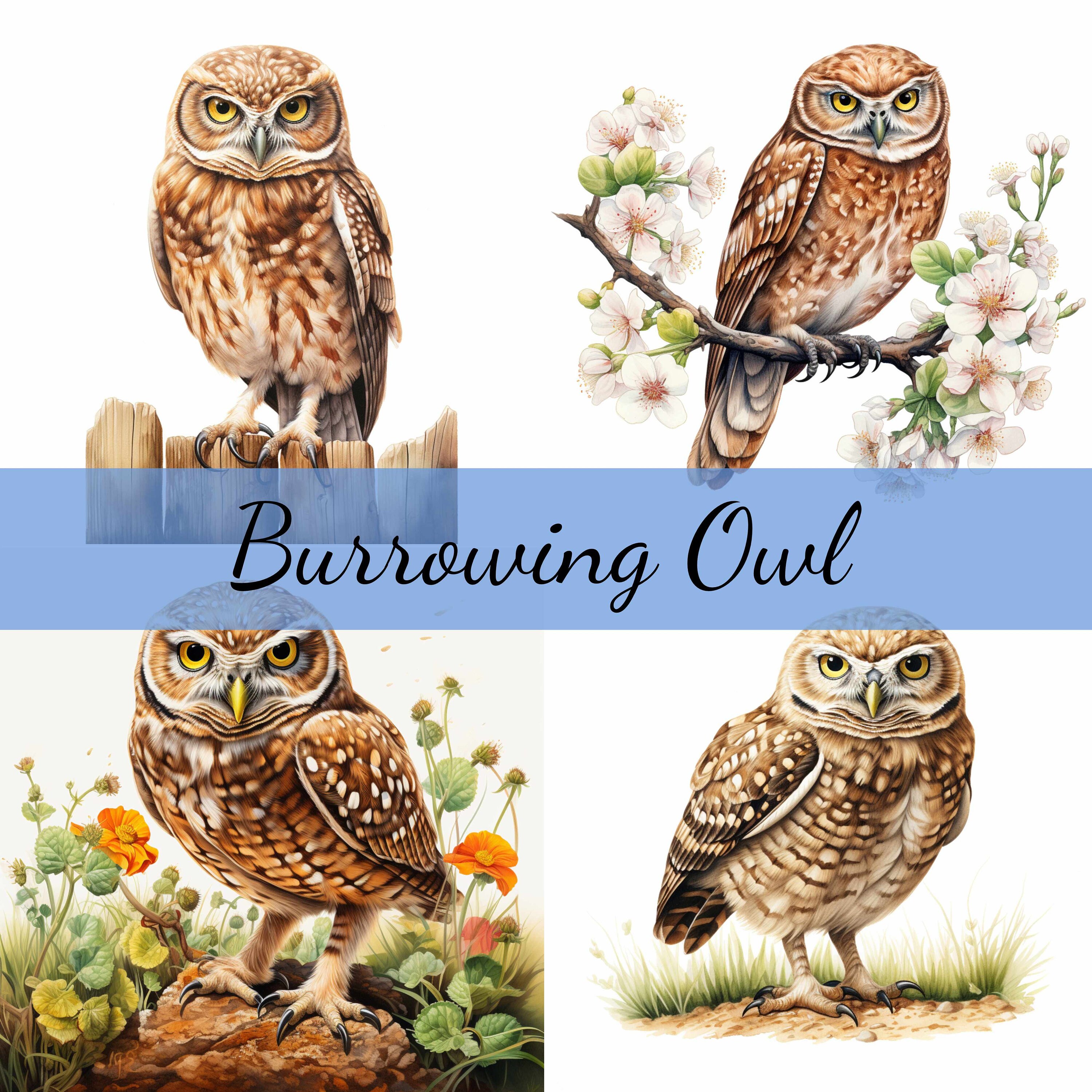 Burrowing Owl Clipart Bundle, High-quality JPG, Craft Art, Card Making, Clip Art, Digital Paper ...