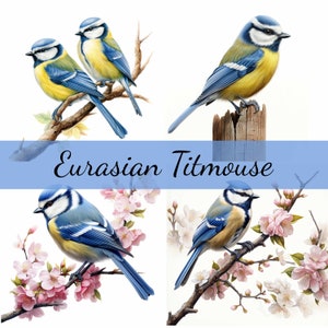 Lot de 14 cliparts mésanges eurasiennes, JPG de haute qualité, création artistique, fabrication de cartes, clipart, créations numériques sur papier, scrapbooking