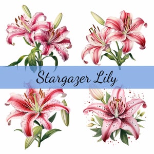 Pacote de 15 clipart de flores de lírio Stargazer, JPG de alta qualidade, arte artesanal, criação de cartões, clip art, artesanato em papel digital, scrapbooking
