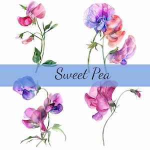 16 Sweet Pea Blumen, Clipart-Bundle, 16 hochwertige JPG, Craft Art, Kartenherstellung, Clip Art, Digital Paper Craft, Scrapbooking