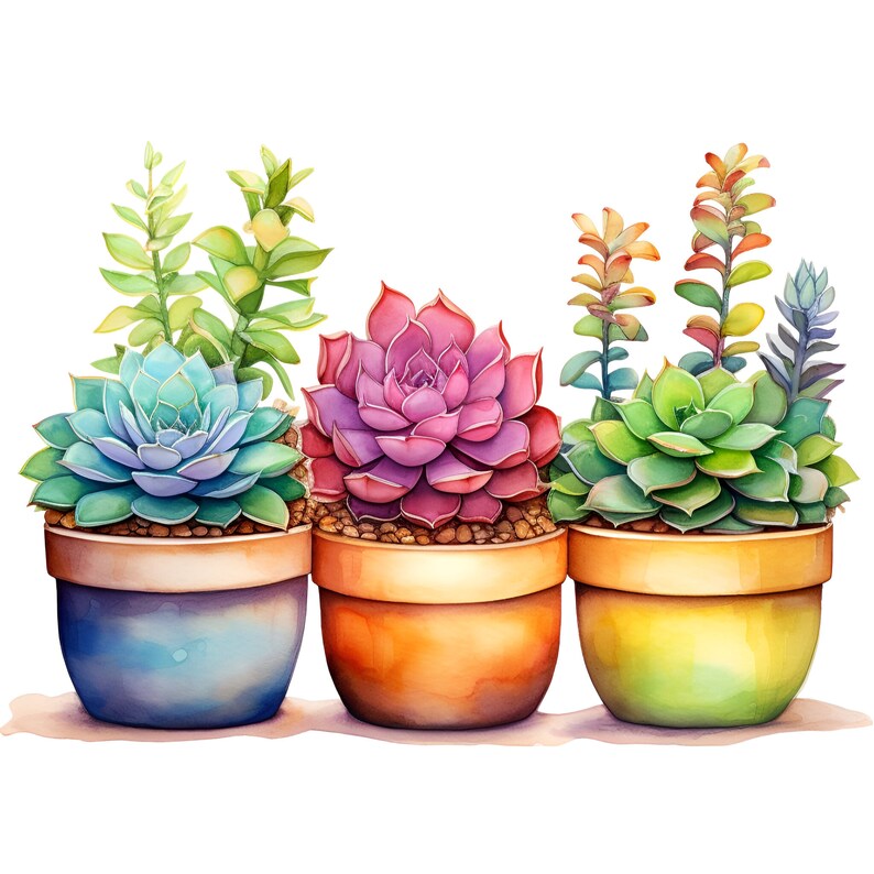 May include: Four potted succulents in different colors, including blue, green, pink, and yellow. The succulents are arranged in a row from left to right.