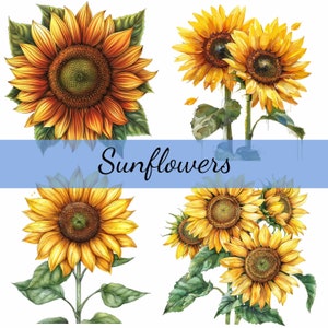 Lot de 16 cliparts belle fleur de tournesol, 16 fichiers JPG de haute qualité, création artistique, fabrication de cartes, clipart, créations numériques sur papier, scrapbooking