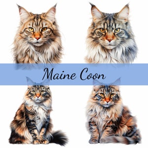 Bundle de cliparts chat Maine coon, JPG de haute qualité, création artistique, fabrication de cartes, clipart, créations numériques sur papier, scrapbooking