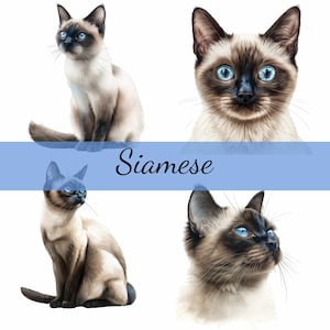 Lot de 16 cliparts chat siamois aux yeux bleus, 16 images JPG de haute qualité, création artistique, fabrication de cartes, clipart, créations numériques sur papier, scrapbooking