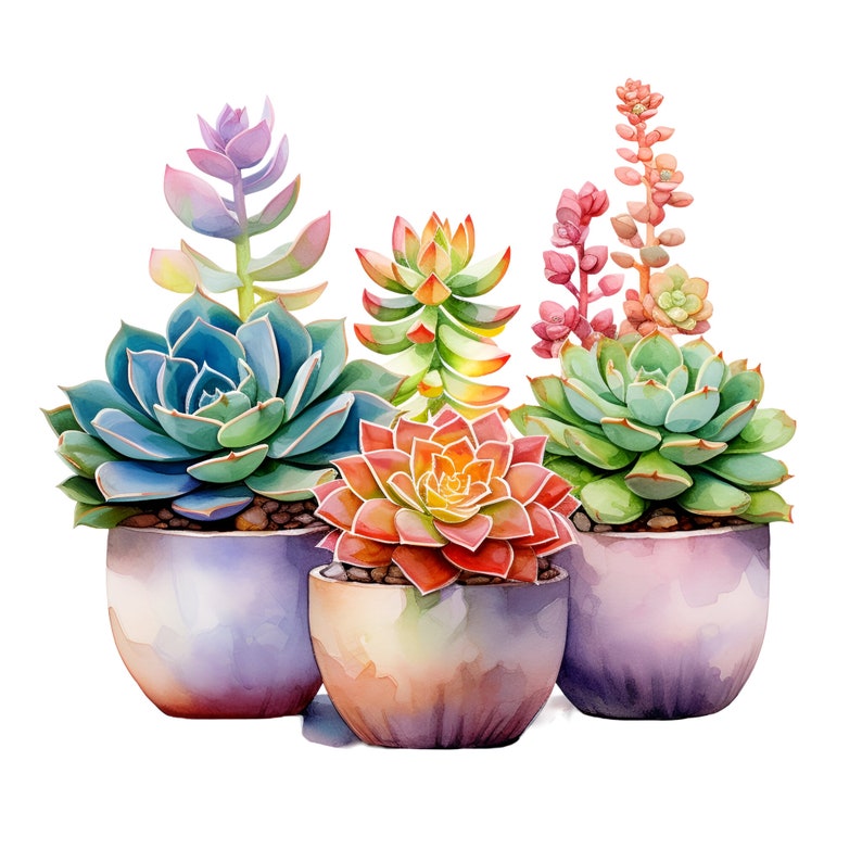 May include: Five succulent plants in purple pots, with a variety of colors and textures. The plants are arranged in a row, with the largest plant in the center. The plants are all in bloom, with pink, red, green, and purple flowers.