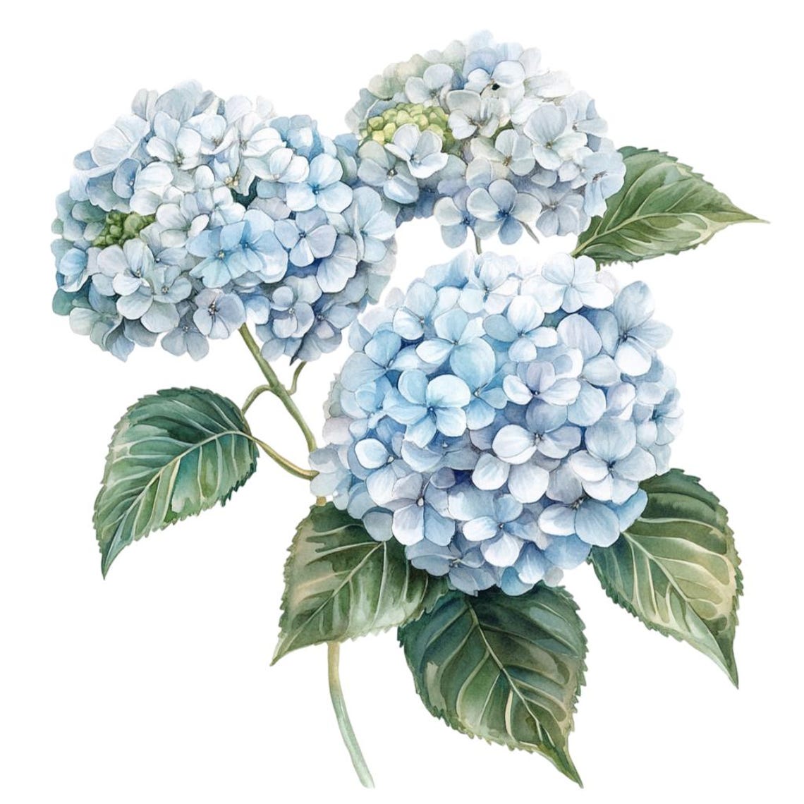 16 Blue Hydrangea Flowers Watercolor Clipart Bundle Transparent PNG ...