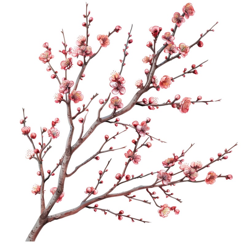 Cherry Tree Flower Blooms Clipart Bundle, 16 Highquality JPG, Craft