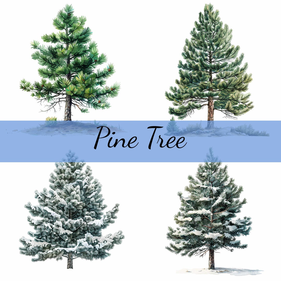 16 Pine Tree Summer Winter Fall Clipart Bundle, 16 High-quality JPG ...