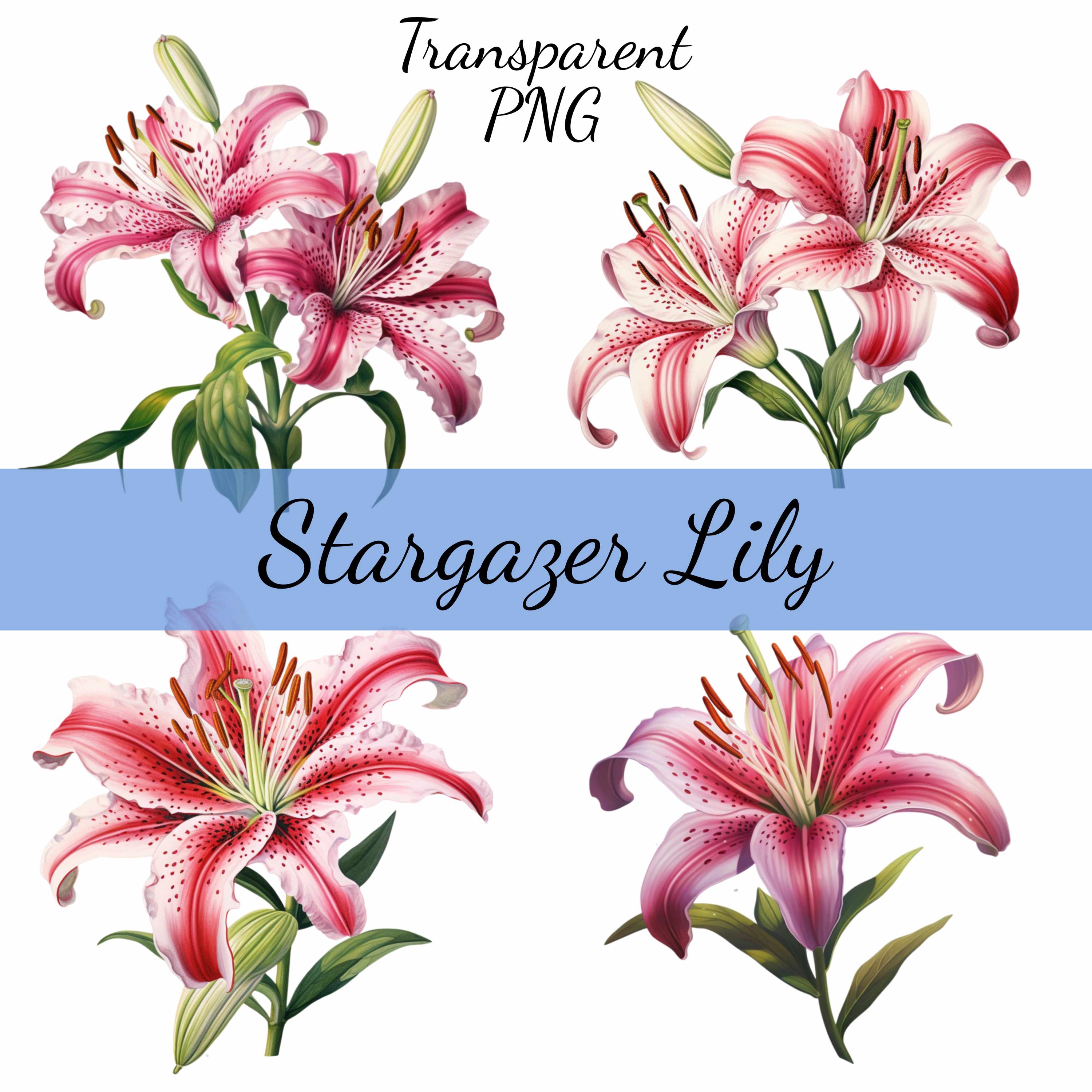 Lilyページ il_fullxfull.6335824935_76nr.jpg