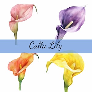Pacote de 16 clipart de flores de lírio de Calla, 16 JPG de alta qualidade, arte artesanal, criação de cartões, clip art, artesanato em papel digital, scrapbooking