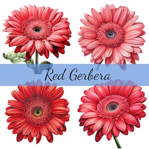 Lot de 16 cliparts fleurs marguerites gerbera rouges, JPG de haute qualité, création artistique, fabrication de cartes, clipart, créations numériques sur papier, scrapbooking