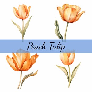 Zarte Tulpe Clipart Bundle, hochwertige JPG, Handwerk Kunst, Kartenherstellung, Clip Art, digitale Papierfertigkeit, Scrapbooking,