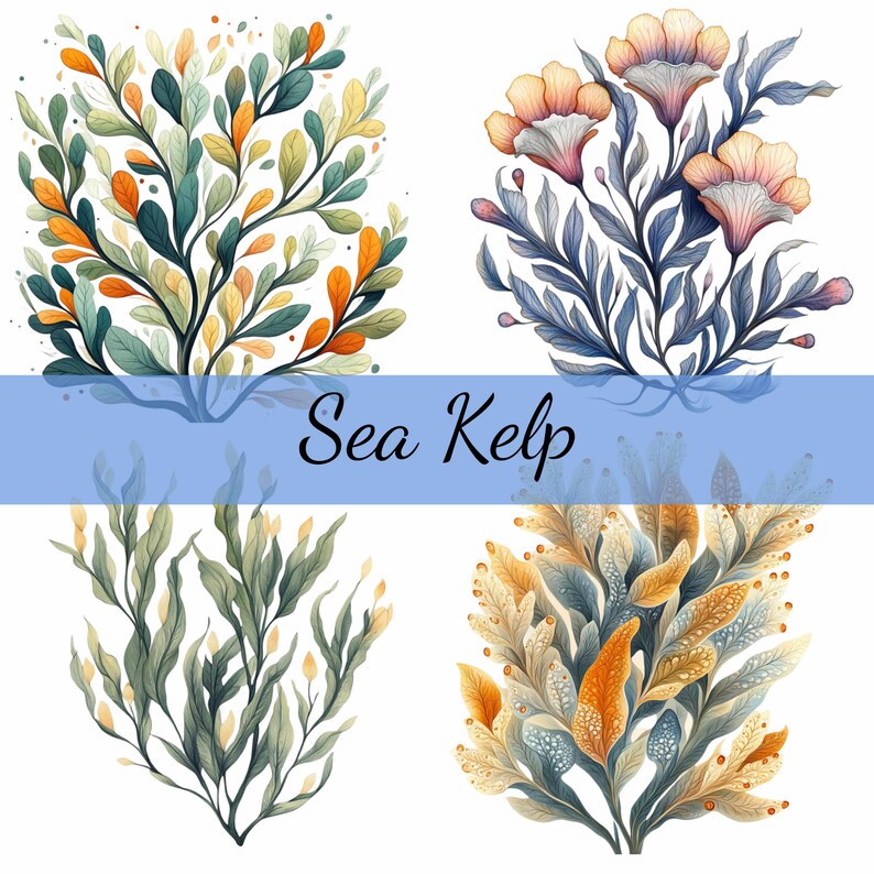 Folk Art Sea Kelp Grass Clipart Bundle 12 Transparent PNG Download