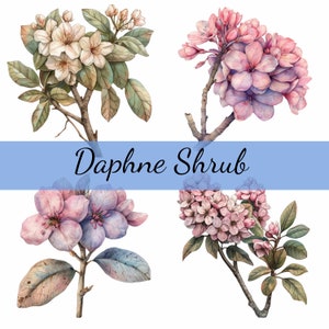 Pacote de clipart de 14 flores rosa de arbusto Daphne, 14 JPG de alta qualidade, arte artesanal, criação de cartões, clip art, artesanato em papel digital, scrapbooking
