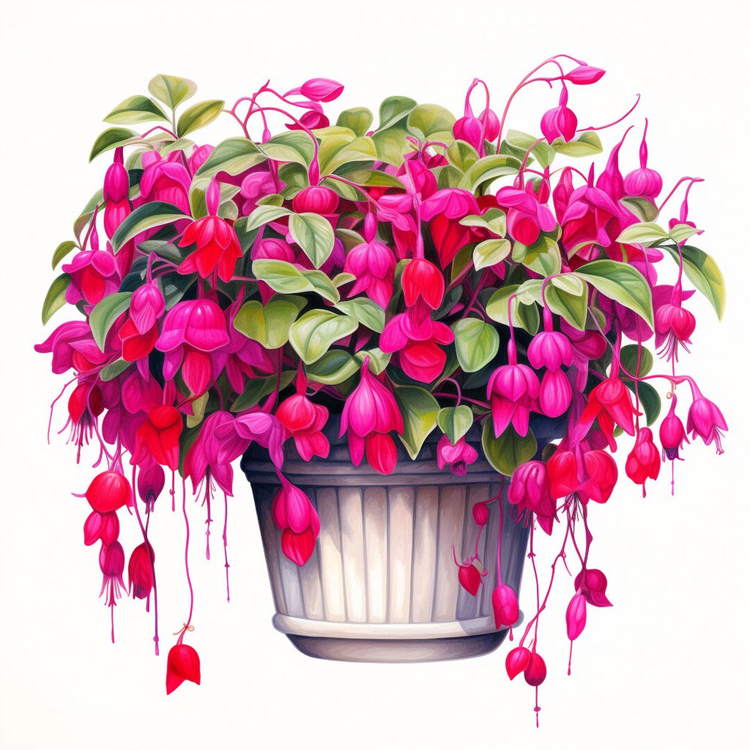 12 Fuschia Flowers in Pots Clipart Bundle, Highquality JPG, Craft Art