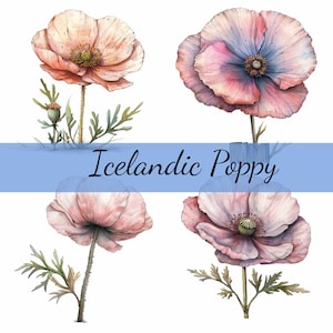 Lot de 16 cliparts fleur de pavot d'Islande rose, JPG de haute qualité, création artistique, fabrication de cartes, clipart, créations numériques sur papier, fleurs pour scrapbooking