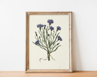 Cornflower Illustration hand drawn Print, Living room Cottagecore decor, INSTANT Digital Downloadable Wall Art