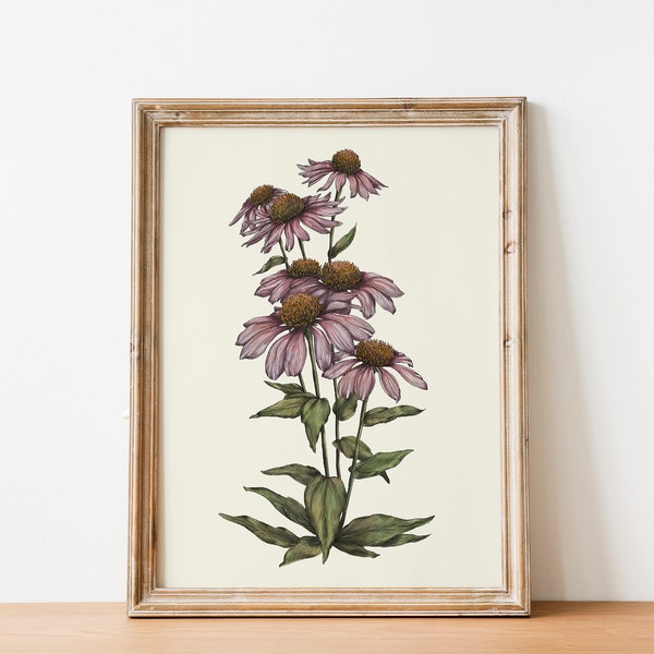 Coneflower Illustration hand drawn Print, Living room Cottagecore decor, INSTANT Digital Downloadable Wall Art