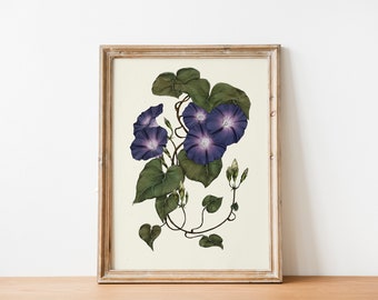 Morning Glory Illustration hand drawn Print, Living room Cottagecore decor, INSTANT Digital Downloadable Wall Art