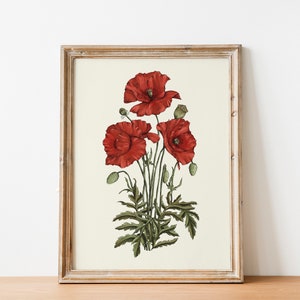 Poppy Illustration hand drawn Print, Living room Cottagecore decor, INSTANT Digital Downloadable Wall Art