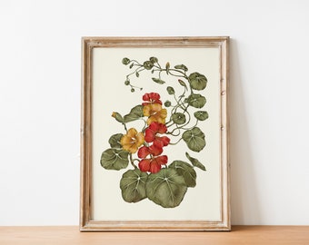 Nasturtium Illustration hand drawn Print, Living room Cottagecore decor, INSTANT Digital Downloadable Wall Art