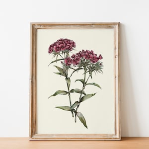 Puede incluir: Una ilustración botánica enmarcada de una flor rosa con hojas verdes. La flor está en flor y tiene una estética delicada y vintage.