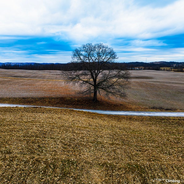 Standing in Winter Solitude - Pennsylvania country nature landscape peaceful tree artwork aerial digital photo image print