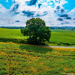 Standing in Summer Solitude - Beaver County Pennsylvania lonely single tree artwork digital download photo image